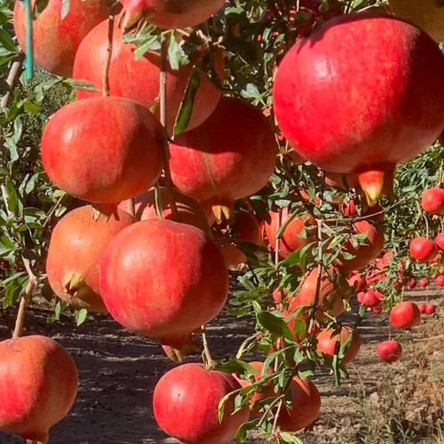 Granatapfel-Amaro-Elixier Barbarossa